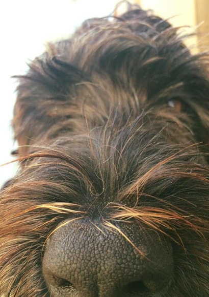 Cute Dog Faith Card 22084 created by Simon Baxendale