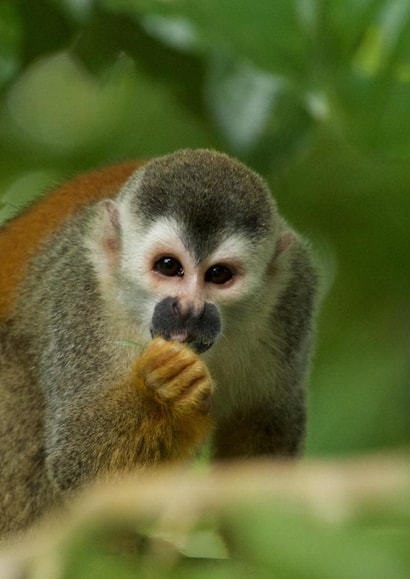 monkey MALE Card 22114 created by Nic Barbier