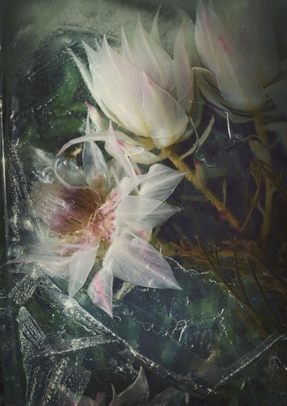 Beauty frozen in time 2 - photo - classic - birthday - anniversary created by Chantal Pronk