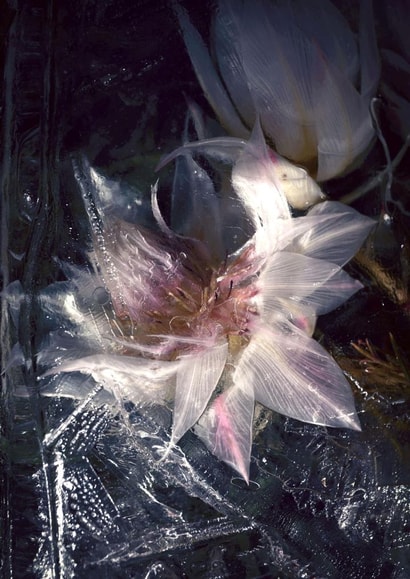 Beauty frozen in time - frozen flowers photo - classic - birthday - anniversary created by Chantal Pronk