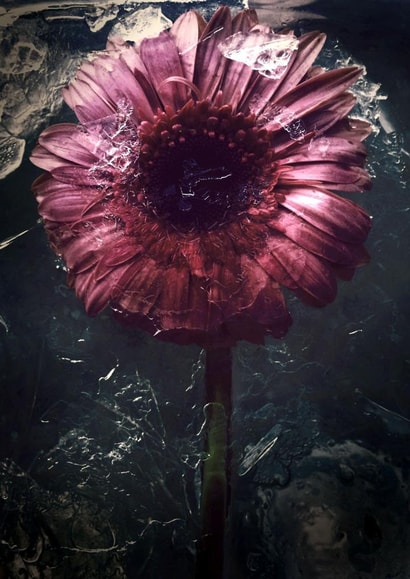 Red flower frozen in time - dark & moody - for a friend or someone you love created by Chantal Pronk