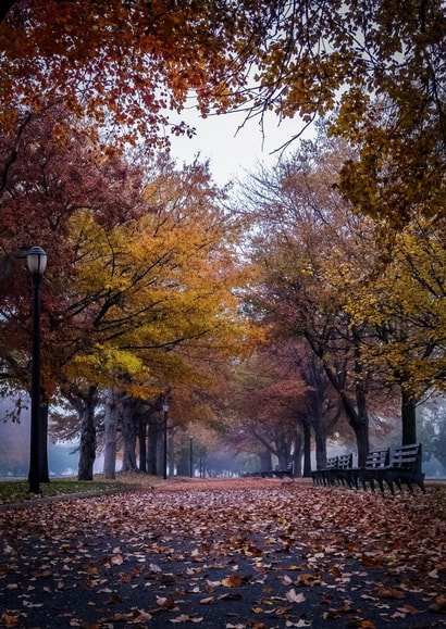 Fall trees Card 22428 created by Robert Englebright