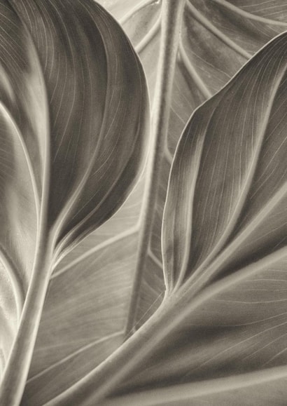 leaf leaves Card 22431 created by Robert Englebright