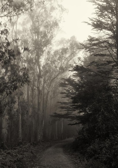 park trees Card 22432 created by Robert Englebright