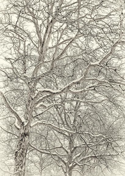 Winter tree Card 22434 created by Robert Englebright