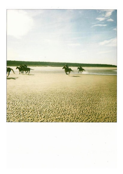 horses horse Card 23344 created by Jonathan Hyde