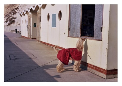 dog cliff Card 23345 created by Jonathan Hyde