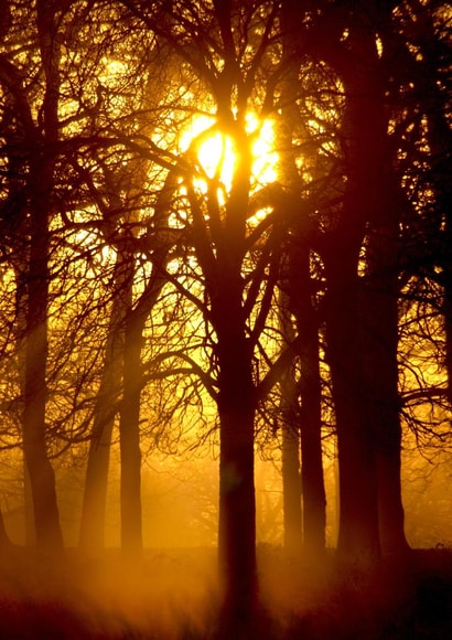 sunrise trees Thinking of you Card 1570 created by Andrew Forsyth