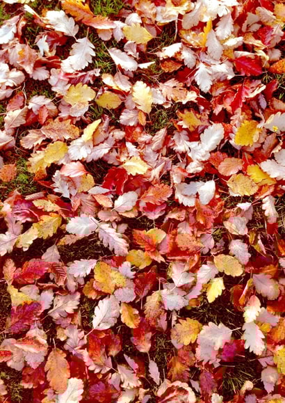 leaves leaf Photography Card 24177 created by Tiana S