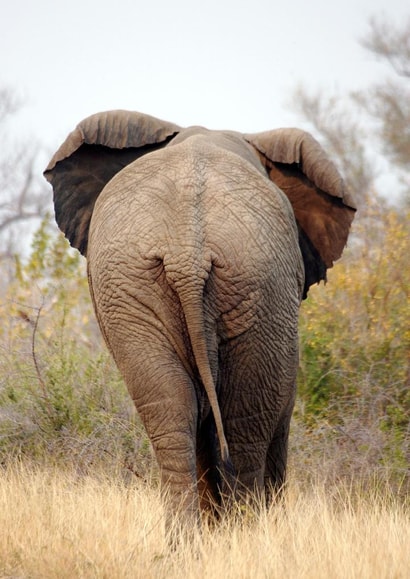 elephant africa Photography Card 1572 created by Andrew Forsyth