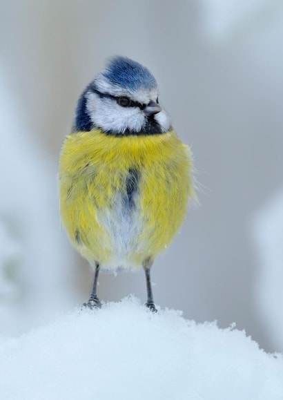 christmas cute Photography Card 24510 created by Andy Rouse