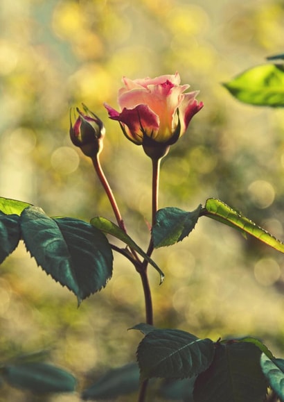 rose flower Valentines Day Card 22994 created by Liane Brookes