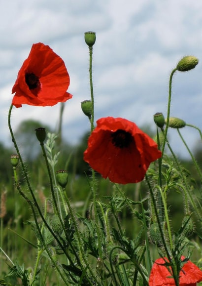 Poppies poppy Photography Card 2216 created by Alan Freeman