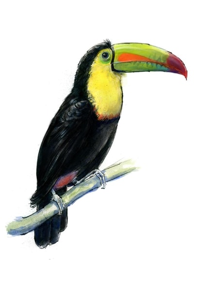 toucan nature Card 22626 created by Tim Pond
