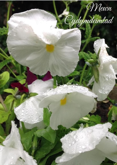 Mewn Cydymdeimlad Card 25985 created by Caroline Davies