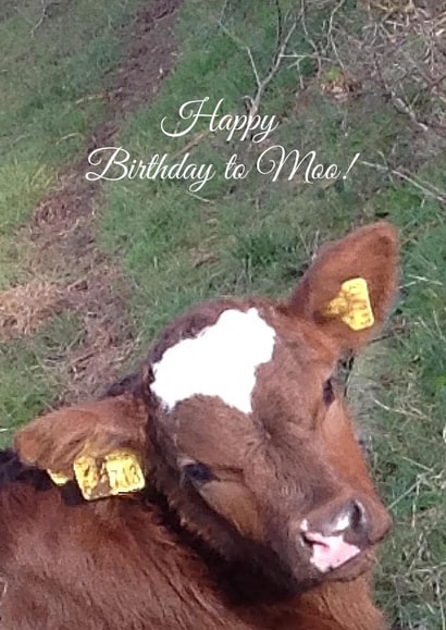 Happy HappyBirthday Card 25995 created by Caroline Davies