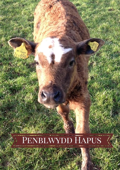 Penblwydd Hapus Card 25997 created by Caroline Davies