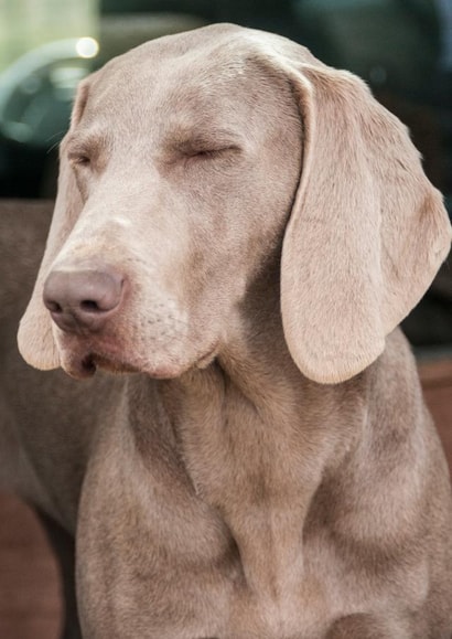 dog photograph Card 24582 created by Matt Limb OBE