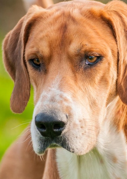 dog fox Card 24584 created by Matt Limb OBE