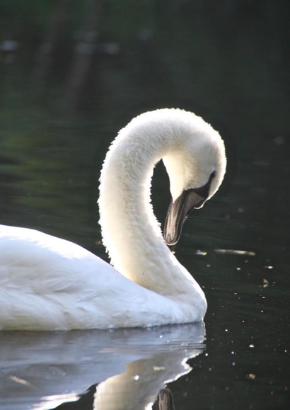 swan nature Just because Card 29522 created by Sheila Adam