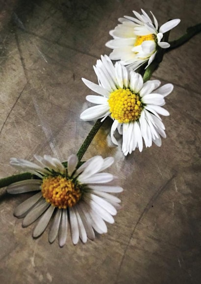 DaisyChain Flowers Card 29888 created by Herbert and Wilks