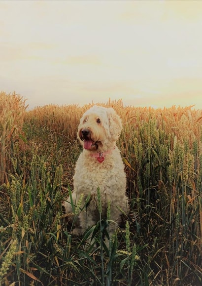 dog animal Photography Card 8033 created by Sally Terrett