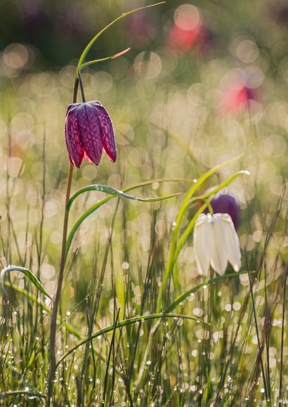 flower wild Photography Card 1070 created by Damian Ward