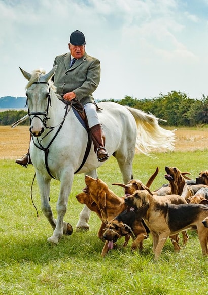 bloodhounds hunting Card 24590 created by Matt Limb OBE