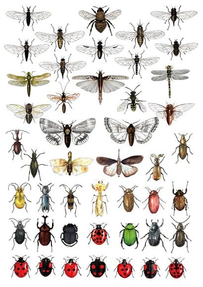 insects insect Card 26127 created by D J R Bennett
