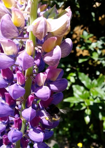 Card 35887 created by PandaBlueCreations