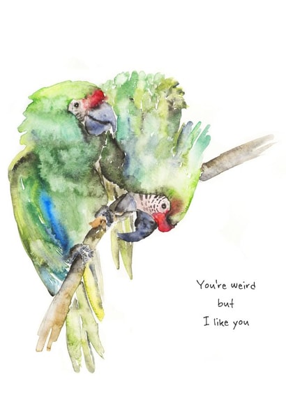 birds humour Card 34626 created by Check Out My Plumage