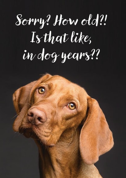 Cute Birthday Card - Dog - Sorry? How Old?! created by Jon Hall Design
