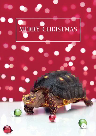 christmas tortoise Card 37305 created by Lolly & Nodge