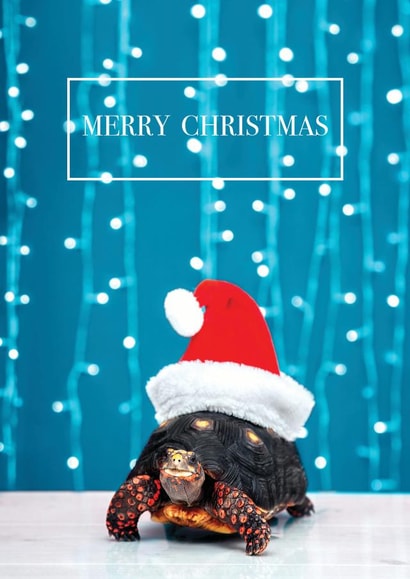reptile pet Christmas Card 13734 created by Lolly & Nodge