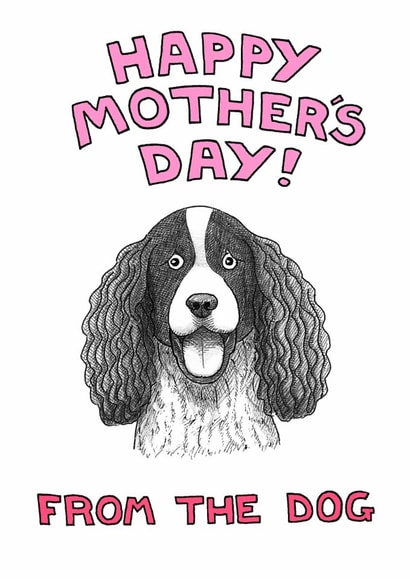 springer spaniel Mothers Day Card 1949 created by Off The Leash Cartoons by Rupert Fawcett