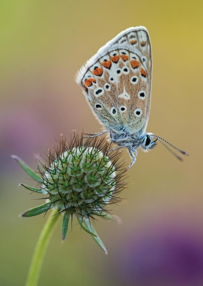 Beautiful Butterfly Card 22372 created by Damian Ward