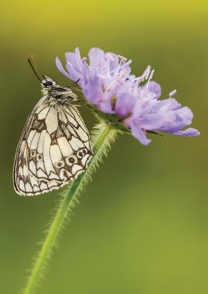 Card 22373 created by Damian Ward