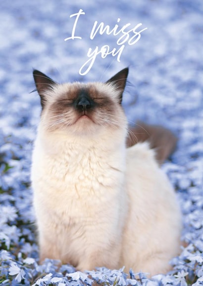 cat miss Card 23490 created by Alina Shevelina