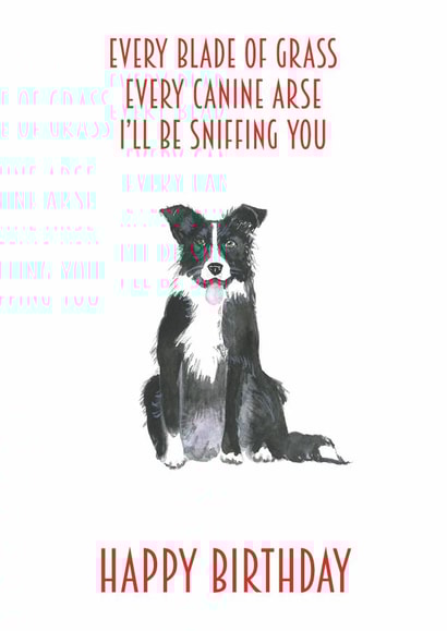 collie dog Birthday Card 14210 created by Sarah Maddox