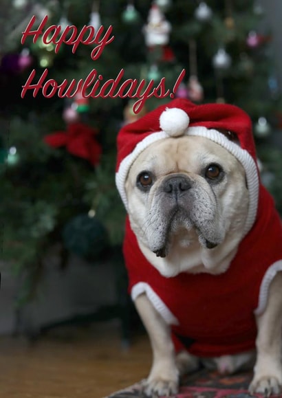 dog frenchie Christmas Card 37811 created by Sofia Wåhlin