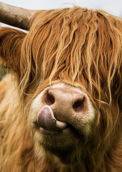 cow highland Just because Card 23969 created by Loui's Funky card Designs