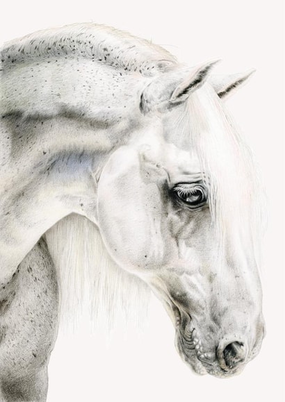 horse animal Thinking of you Card 1517 created by DECKLED EDGE LTD
