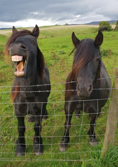 Goose at the Gate, the laughing pony! created by Phil The Fell