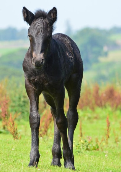 Nero the Foal on the Fell created by Phil The Fell