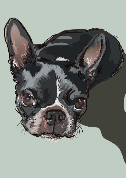 French Bulldog Just because card created by Higgledy Pets
