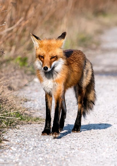 Red Fox - Cute, Sly, Pensive, Wild & Foxy created by Rick Shea