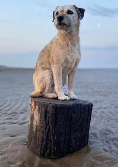 A Border Terrier surveying his beach! created by JackSpratt Designs (Vanessa Holbrow)
