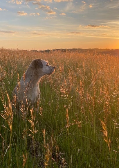 Any occasion dog at sunrise card created by JackSpratt Designs (Vanessa Holbrow)
