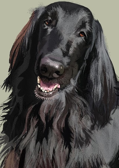 Flat Coat Retriever created by Higgledy Ink Illustration