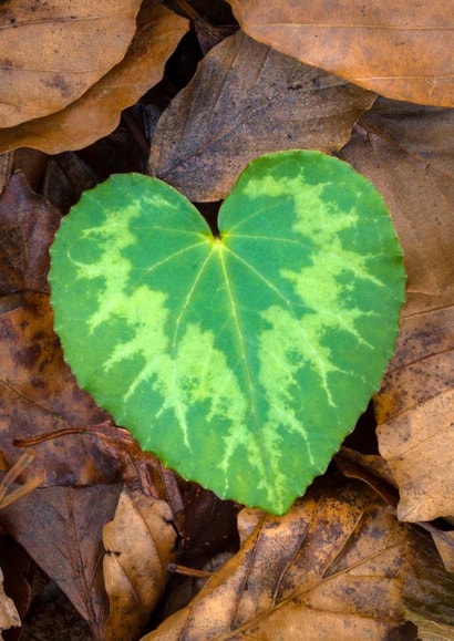 Nature Heart created by Alex Hyde